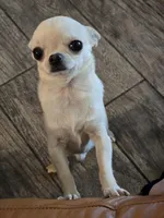 Junior, a male Chihuahua for sale in Terlingua, TX – 6 of 6