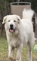 Buzz Light Year, a male Great Pyrenees for sale in Terlingua, TX – 4 of 7