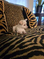 Little Man, a male Chihuahua for sale in Terlingua, TX – 4 of 8