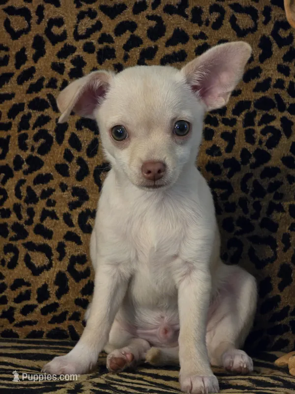 Little Man – Chihuahua puppy for sale in Terlingua, TX