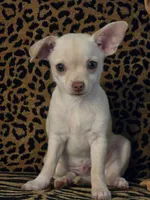 Little Man, a male Chihuahua for sale in Terlingua, TX – 1 of 8