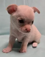 Little Man, a male Chihuahua for sale in Terlingua, TX – 2 of 3