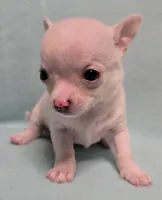 Freckles, a male Chihuahua for sale in Terlingua, TX – 1 of 3