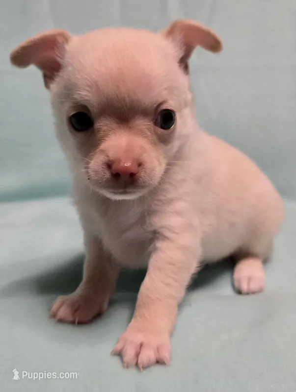 Little Man – Chihuahua puppy for sale in Terlingua, TX