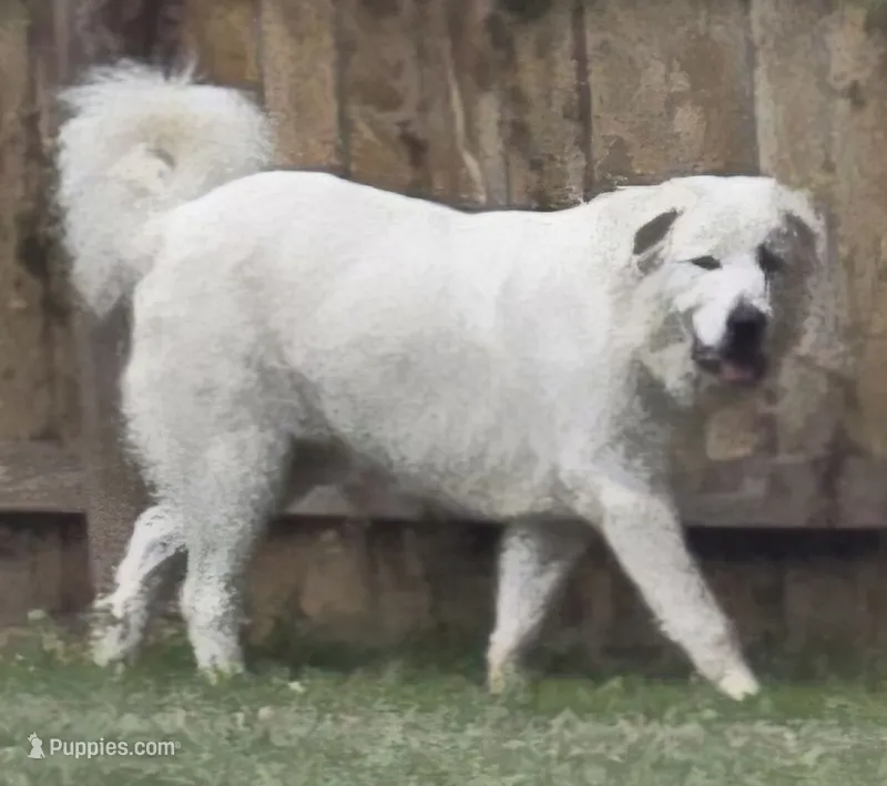 Buzz Light Year – Great Pyrenees puppy for sale in Terlingua, TX