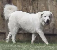 Buzz Light Year, a male Great Pyrenees for sale in Terlingua, TX – 1 of 7