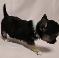 Shebear, a female Chihuahua for sale in Terlingua, TX – 3 of 3
