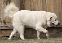 Buzz Light Year, a male Great Pyrenees for sale in Terlingua, TX – 6 of 7