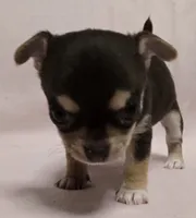 Cocoa, a female Chihuahua for sale in Terlingua, TX – 2 of 3