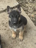 Chase, a male German Shepherd Dog for sale in Memphis, TN – Photo 3 of 4