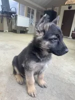 Chase, a male German Shepherd Dog for sale in Memphis, TN – Photo 2 of 4