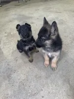 Chase, a male German Shepherd Dog for sale in Memphis, TN – Photo 4 of 4