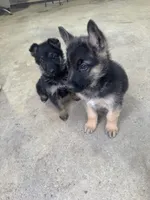 Penny, a female German Shepherd Dog for sale in Memphis, TN – Photo 3 of 3