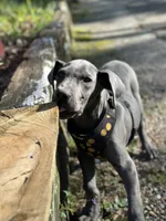 Sparky, a male Great Dane for sale in Memphis, TN – Photo 2 of 3