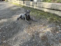 Sparky, a male Great Dane for sale in Memphis, TN – Photo 3 of 3