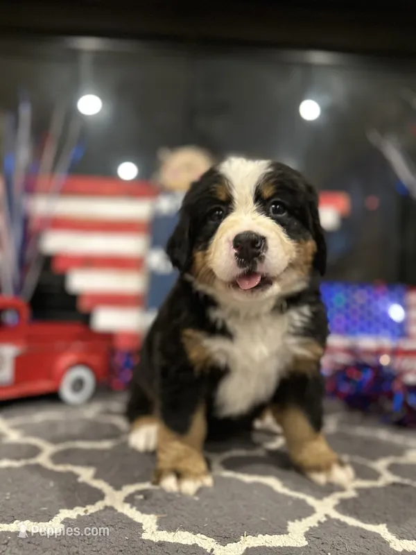  AKC Sophie – Bernese Mountain Dog puppy for sale in Belpre, OH