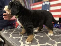  AKC Sophie, a female Bernese Mountain Dog for sale in Belpre, OH – 5 of 8