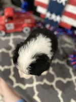  AKC  Dixson, a male Bernese Mountain Dog for sale in Belpre, OH – 5 of 9
