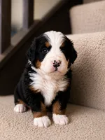 Annika  AKC, a female Bernese Mountain Dog for sale in Belpre, OH – 1 of 1