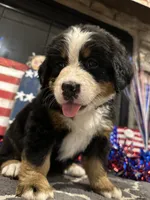  AKC Sophie, a female Bernese Mountain Dog for sale in Belpre, OH – 6 of 8
