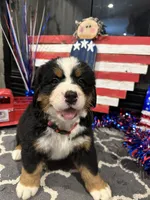  AKC Stella , a female Bernese Mountain Dog for sale in Belpre, OH – 3 of 5
