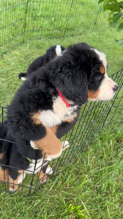 Lucy Goose , a female Bernese Mountain Dog for sale in Belpre, OH – 3 of 4
