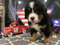   AKC Ellie, a male Bernese Mountain Dog for sale in Belpre, OH – 4 of 8
