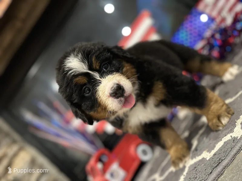   AKC Ellie – Bernese Mountain Dog puppy for sale in Belpre, OH