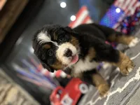   AKC Ellie, a male Bernese Mountain Dog for sale in Belpre, OH – 1 of 8