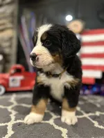  AKC  Ruby, a female Bernese Mountain Dog for sale in Belpre, OH – 5 of 5