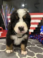  AKC  Finn, a male Bernese Mountain Dog for sale in Belpre, OH – 7 of 8