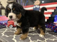  AKC Ellie, a male Bernese Mountain Dog for sale in Belpre, OH – 5 of 8