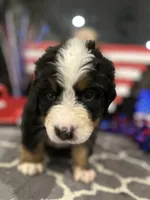  AKC  Finn, a male Bernese Mountain Dog for sale in Belpre, OH – 3 of 8