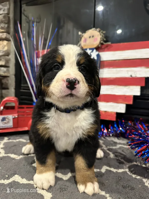 AKC  River   – Bernese Mountain Dog puppy for sale in Belpre, OH