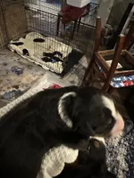 Liam, a male Bernese Mountain Dog for sale in Belpre, OH – 3 of 3