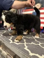  AKC Sophie, a female Bernese Mountain Dog for sale in Belpre, OH – 4 of 8