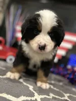  AKC  Dixson, a male Bernese Mountain Dog for sale in Belpre, OH – 6 of 9