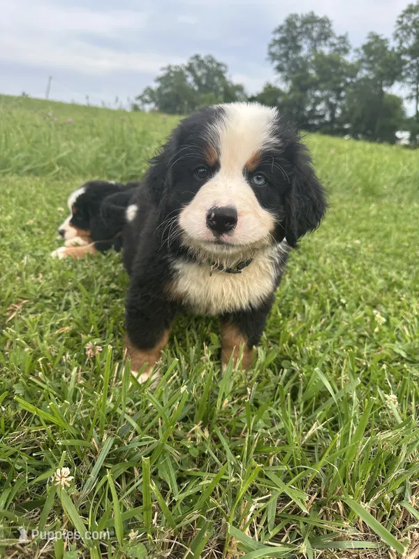  AKC  Dixson – Bernese Mountain Dog puppy for sale in Belpre, OH