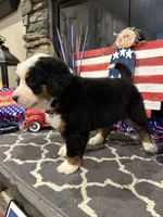   AKC Harper, a female Bernese Mountain Dog for sale in Belpre, OH – 2 of 7
