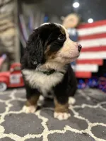  AKC  Dixson, a male Bernese Mountain Dog for sale in Belpre, OH – 2 of 9
