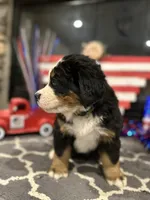  AKC Sophie, a female Bernese Mountain Dog for sale in Belpre, OH – 8 of 8