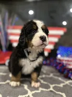  AKC  Finn, a male Bernese Mountain Dog for sale in Belpre, OH – 2 of 8