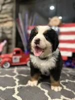  AKC  Dixson, a male Bernese Mountain Dog for sale in Belpre, OH – 1 of 9