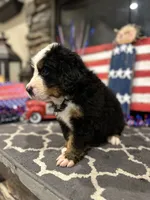  AKC  Finn, a male Bernese Mountain Dog for sale in Belpre, OH – 8 of 8