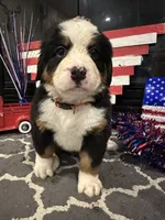   AKC Harper, a female Bernese Mountain Dog for sale in Belpre, OH – 6 of 7