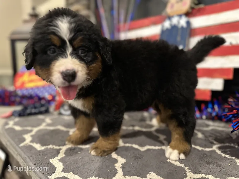   AKC Ellie – Bernese Mountain Dog puppy for sale in Belpre, OH