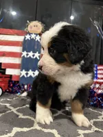   AKC Harper, a female Bernese Mountain Dog for sale in Belpre, OH – 4 of 7