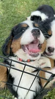 Lucy Goose , a female Bernese Mountain Dog for sale in Belpre, OH – 2 of 4