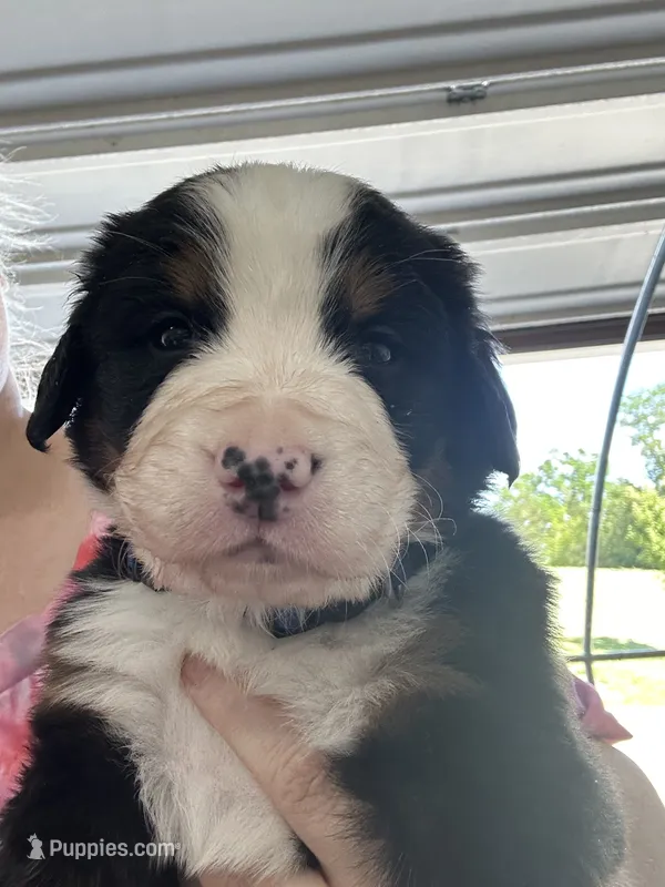 Emmett  AKC – Bernese Mountain Dog puppy for sale in Belpre, OH