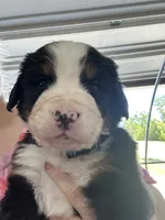 Emmett  AKC, a male Bernese Mountain Dog for sale in Belpre, OH – 1 of 1